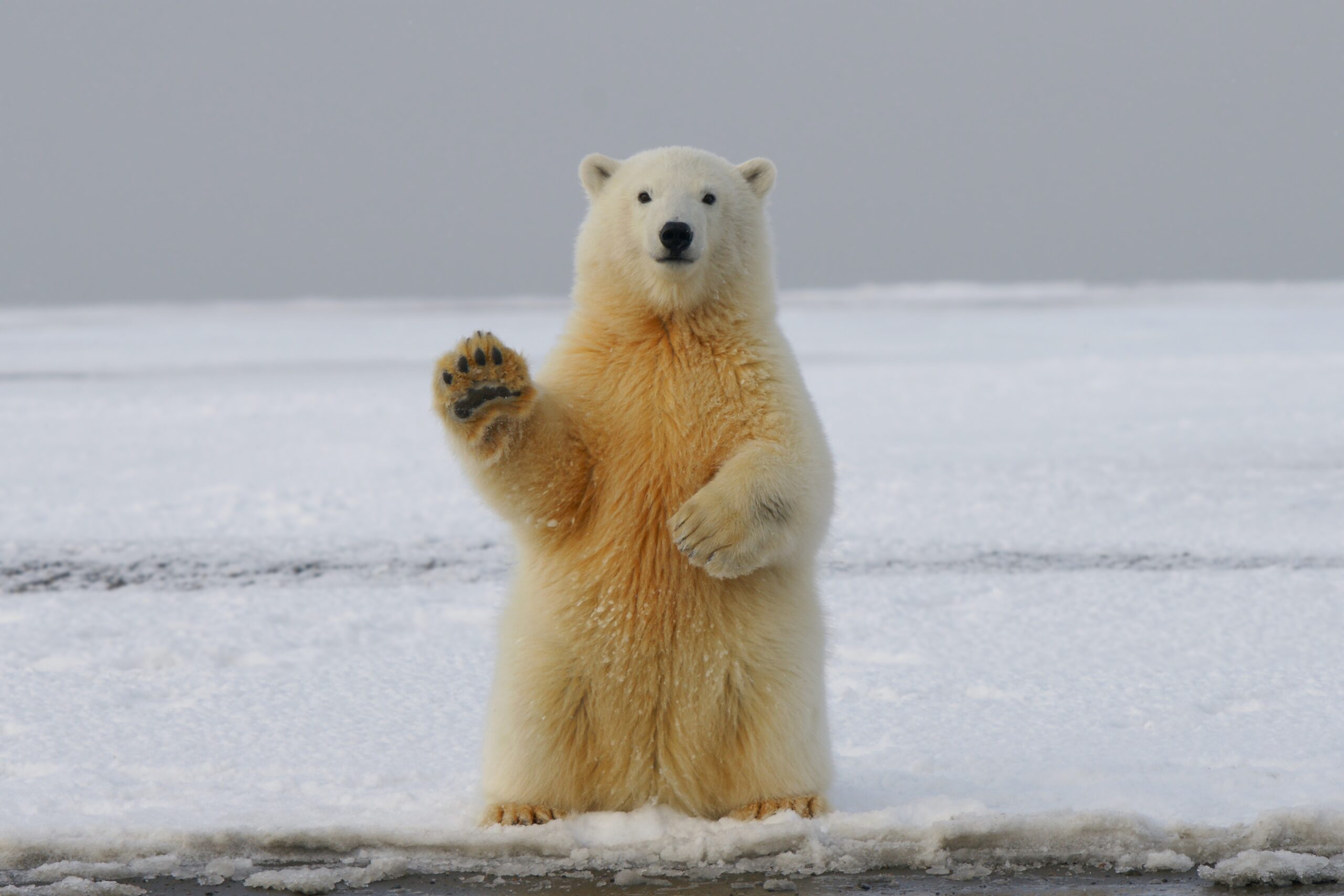 De ce nu există urși polari în Antarctica?